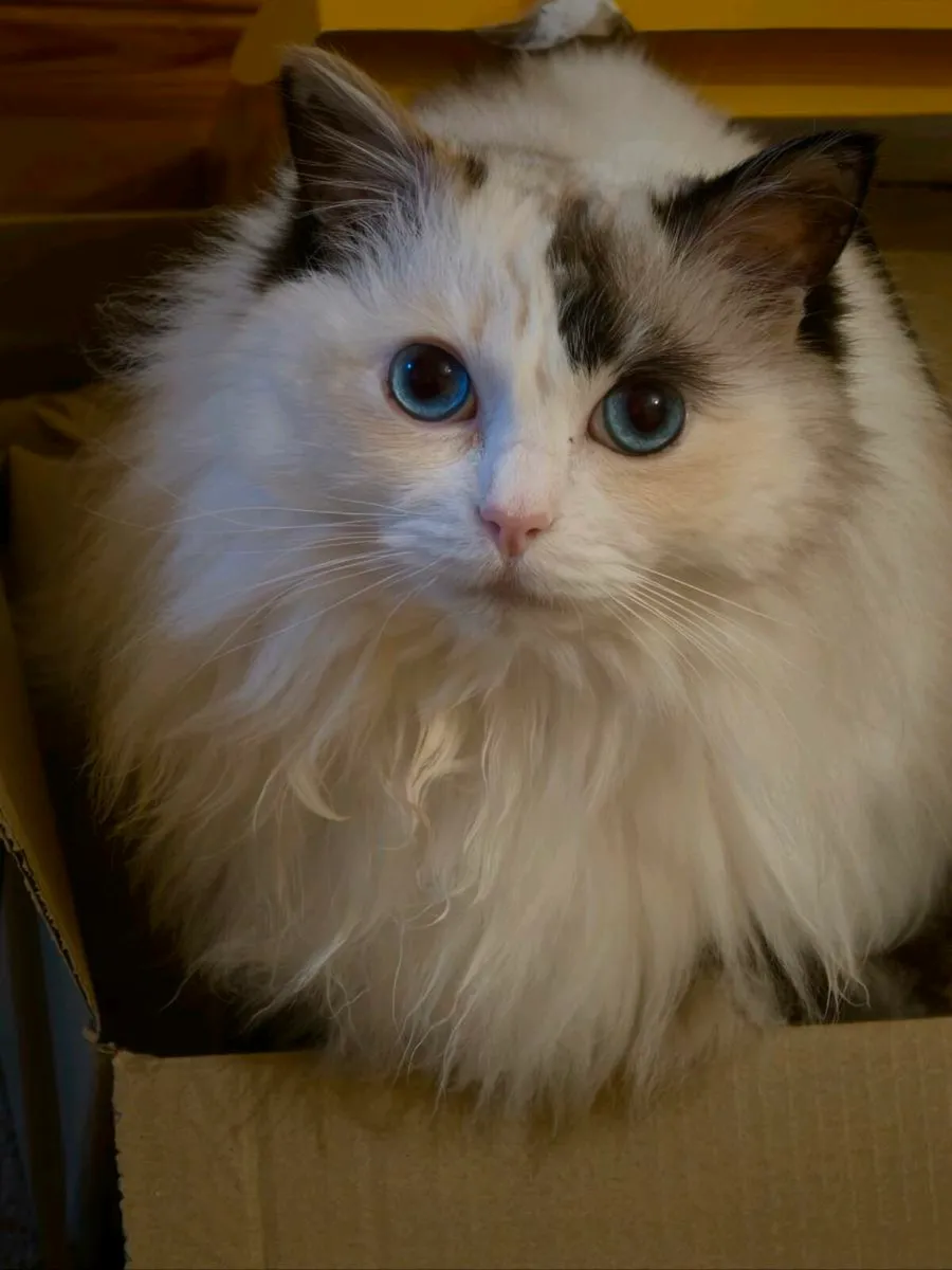 Carlow: Indoor Cat Needs Home - Image 3