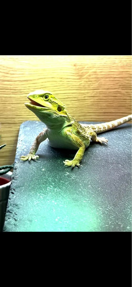 Bearded dragon - Image 1