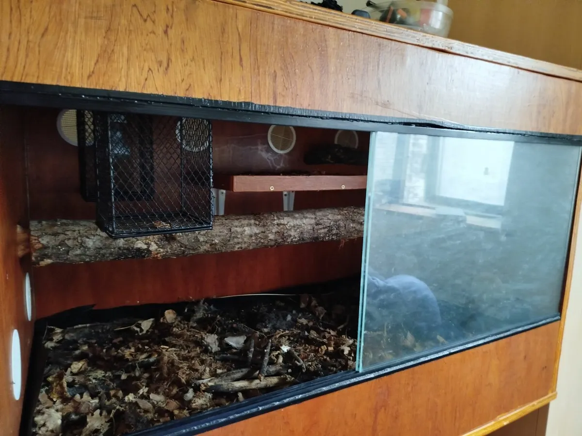 Reptile enclosure - Image 1