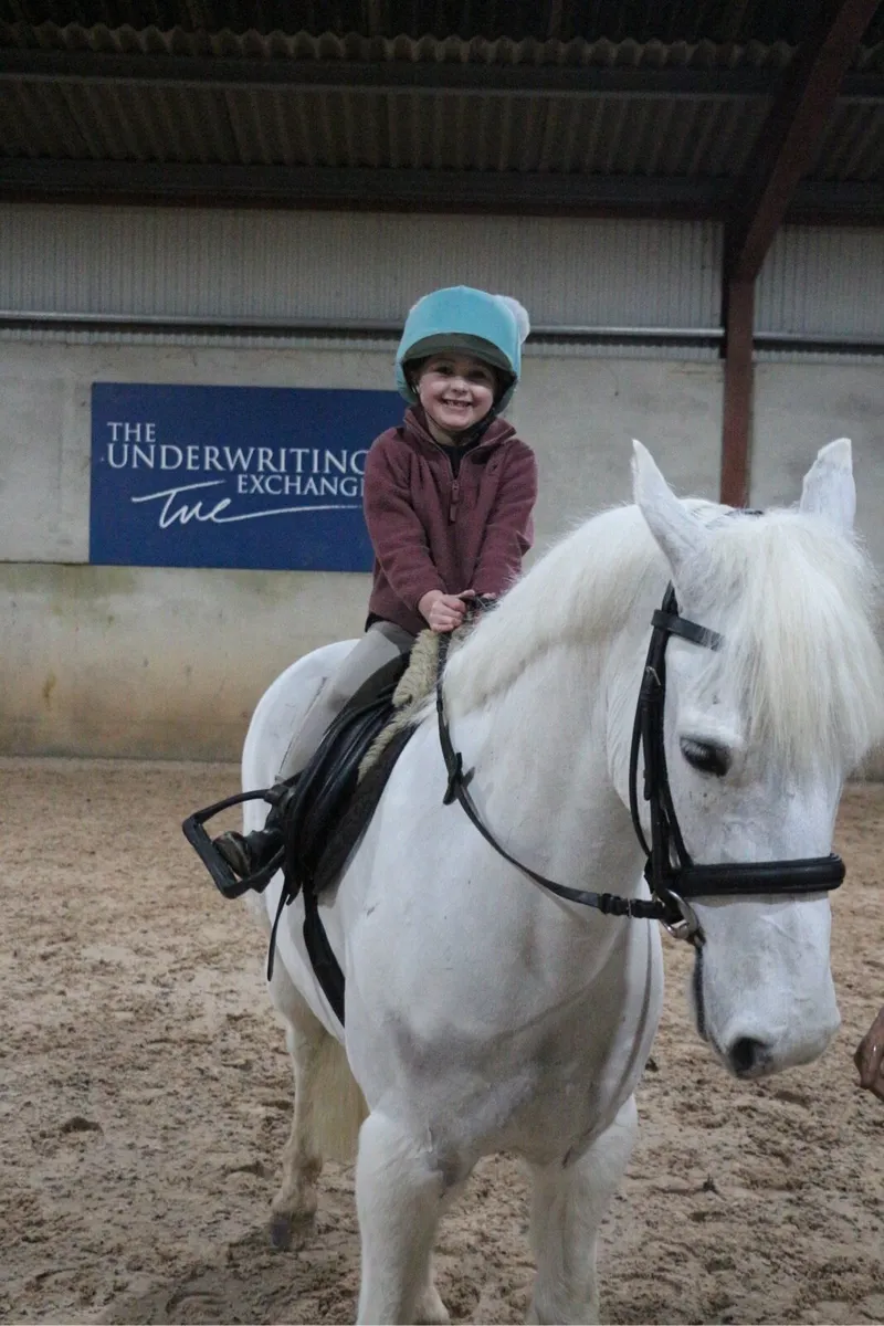 Top class pony club allrounder Gelding - Image 4