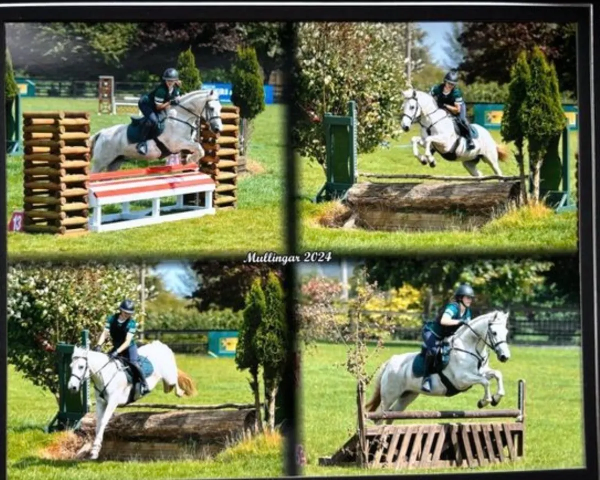 Top class pony club allrounder Gelding - Image 1