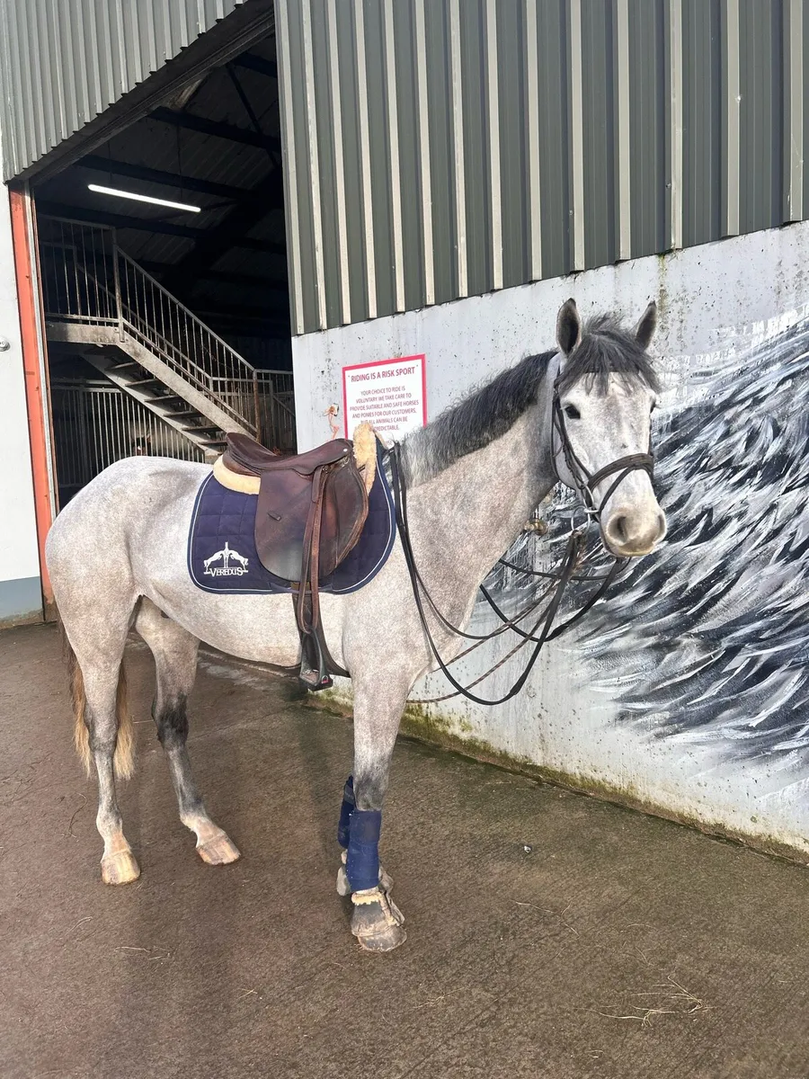 148 5 yo full bred Connemara gelding - Image 2