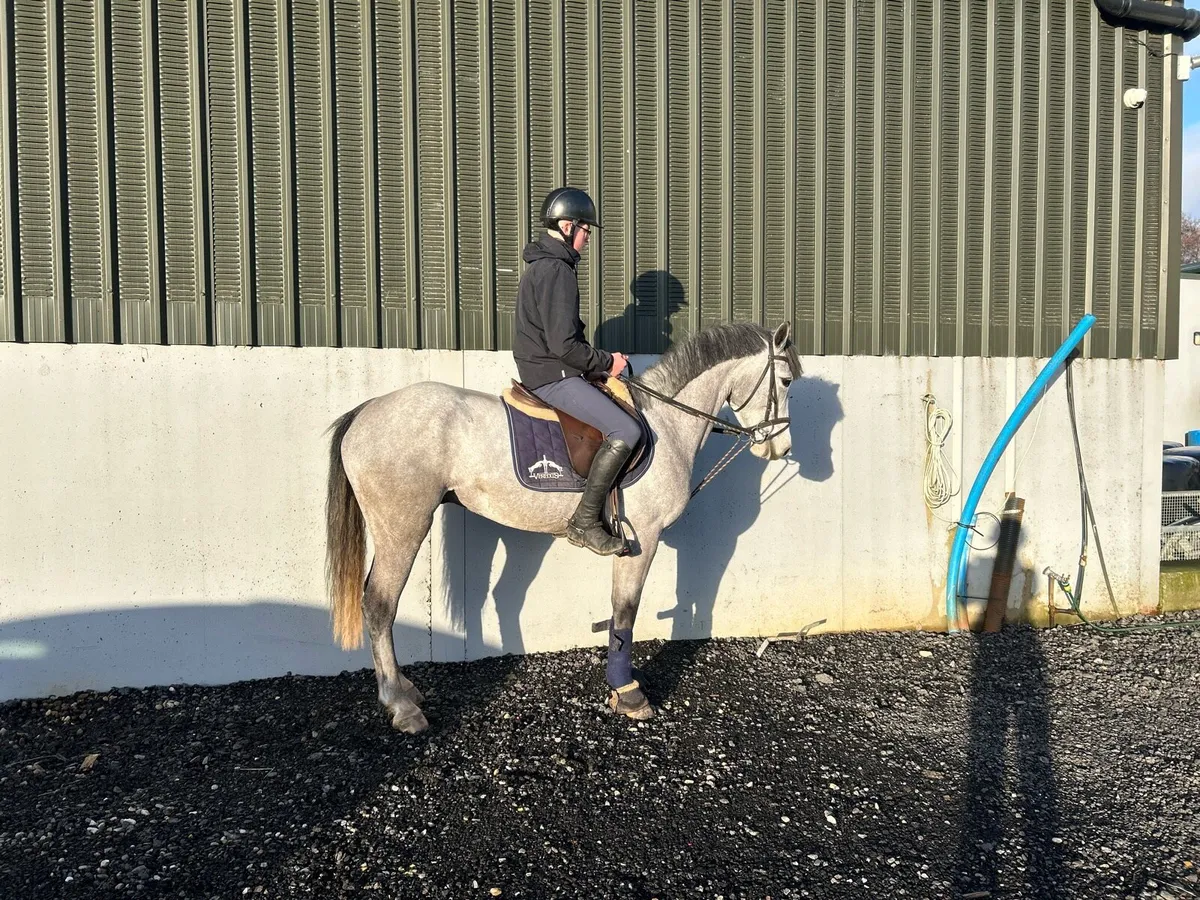 148 5 yo full bred Connemara gelding - Image 1