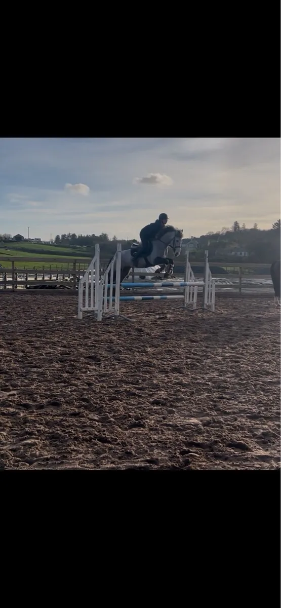 148 5 yo full bred Connemara gelding - Image 4