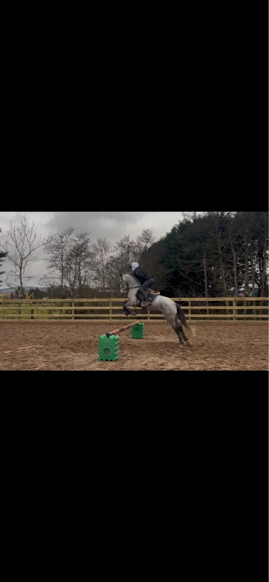 148 5 yo full bred Connemara gelding - Image 3