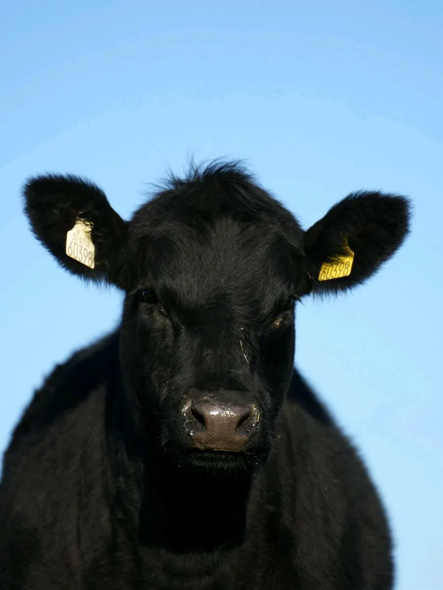 Coming soon - Image 1