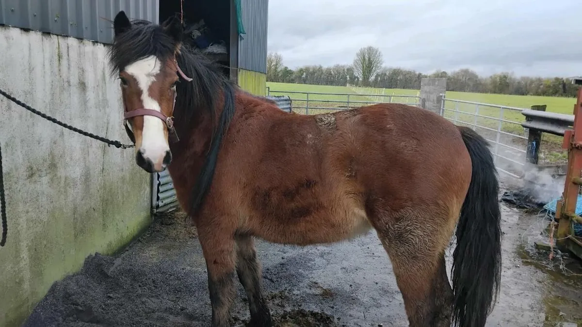 3 yr old connie - Image 1