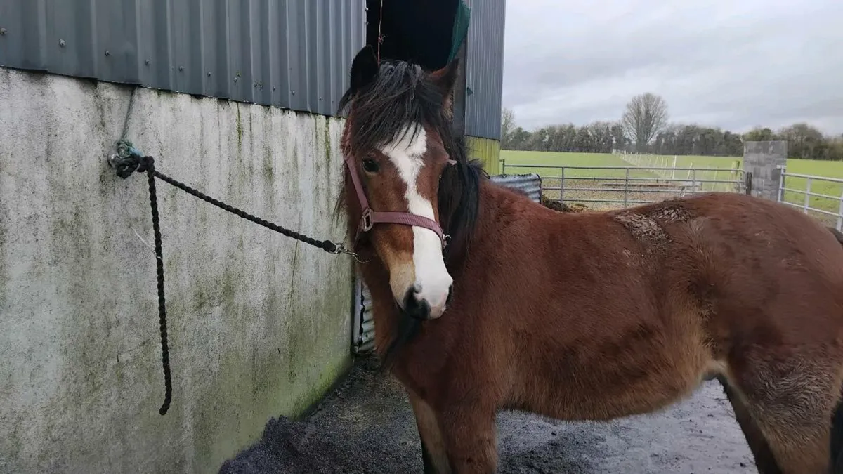 3 yr old connie - Image 2