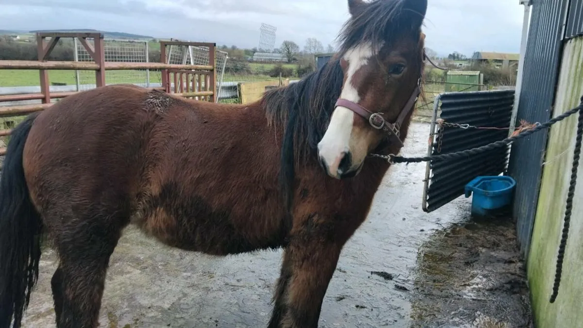 3 yr old connie - Image 3