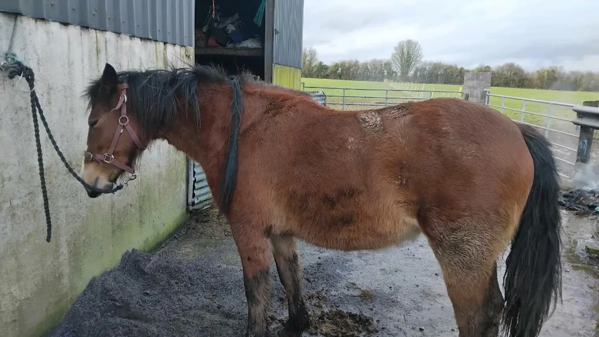 3 yr old connie - Image 4