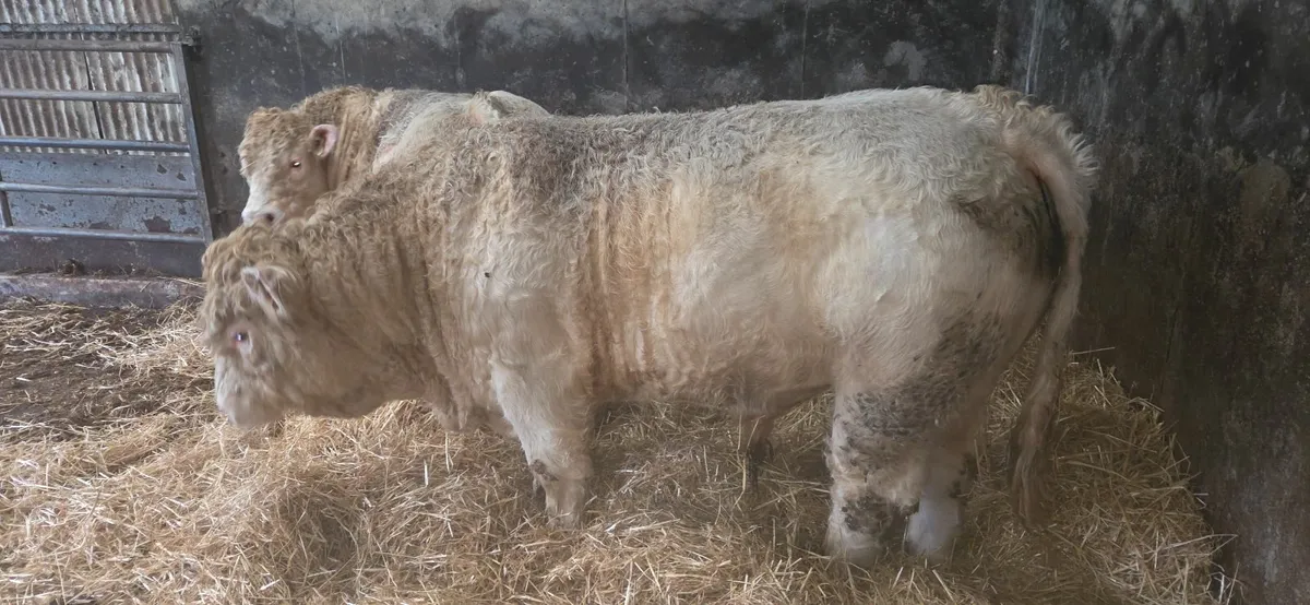 Charolais bull - Image 3