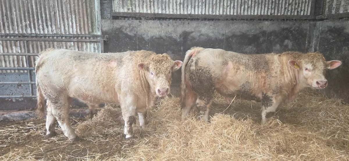 Charolais bull - Image 4