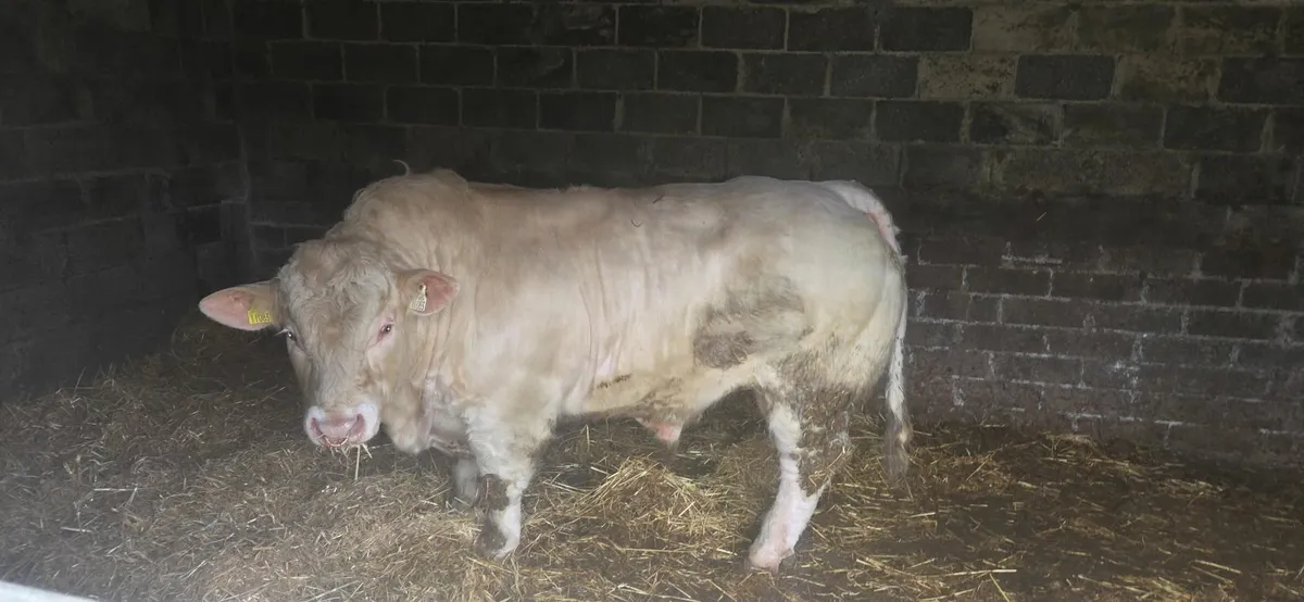 Charolais bull - Image 1