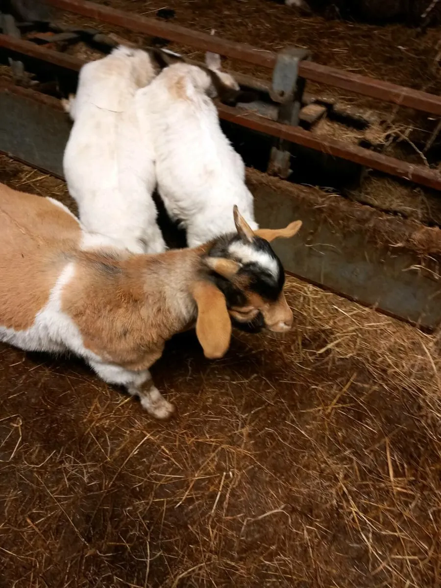 4 kid goat's - Image 4