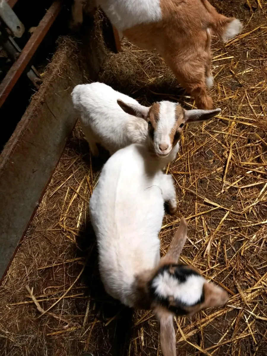 4 kid goat's - Image 1