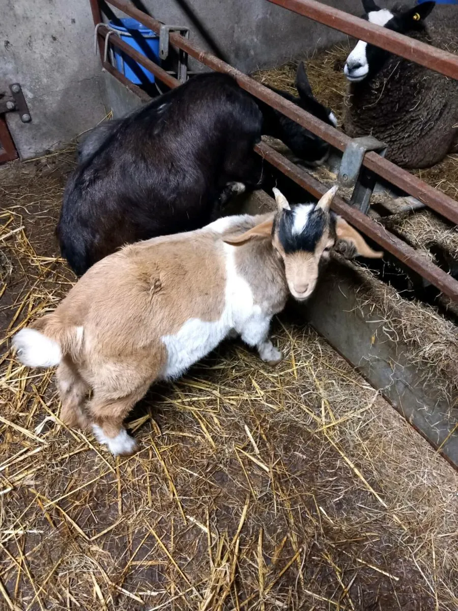 4 kid goat's - Image 2