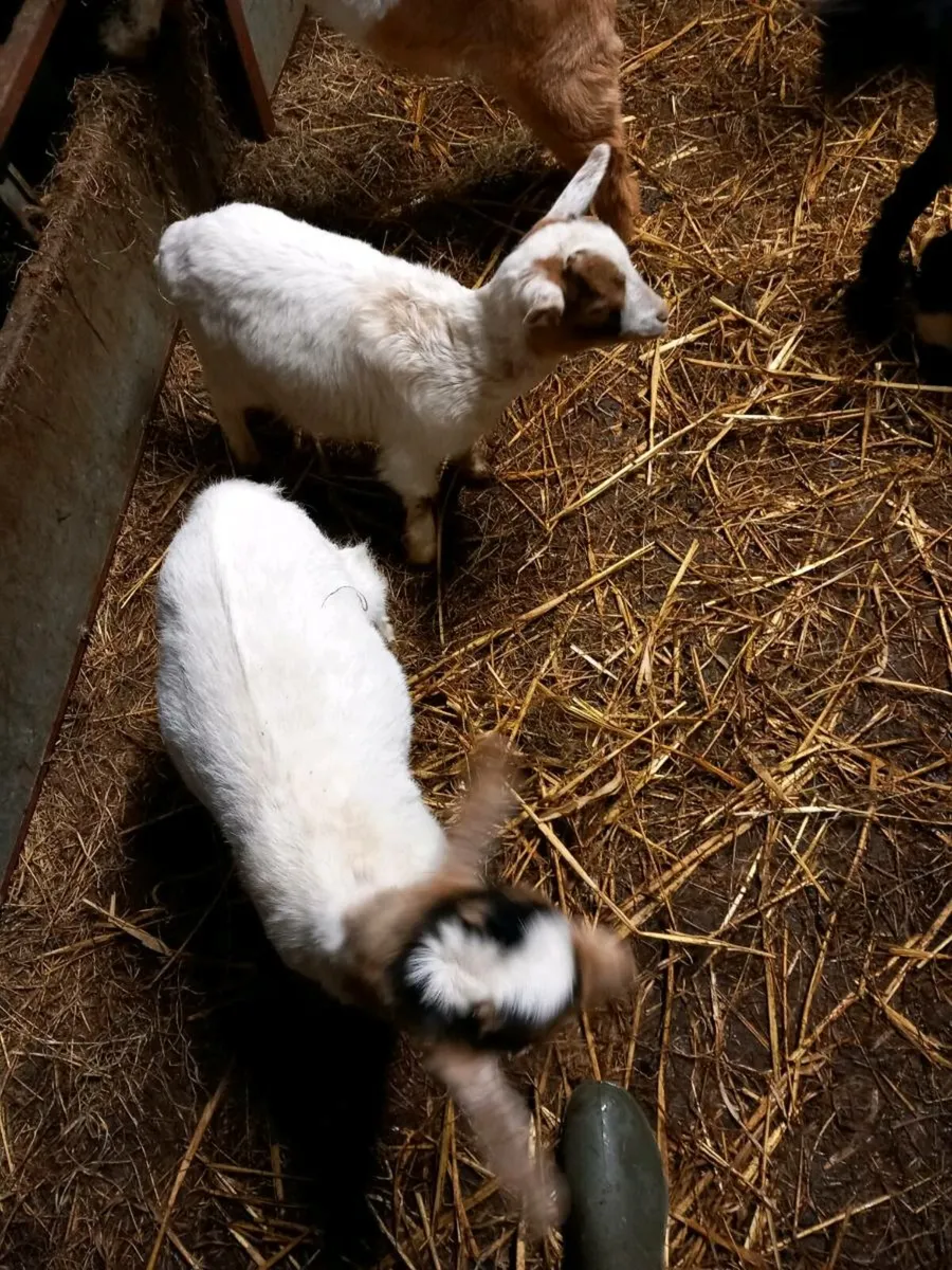 4 kid goat's - Image 3