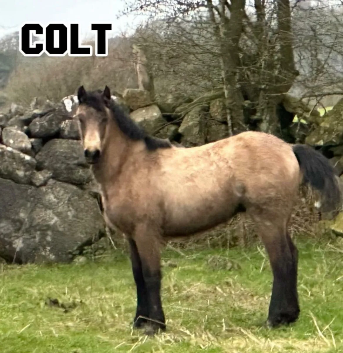 Connemara foals - Image 3