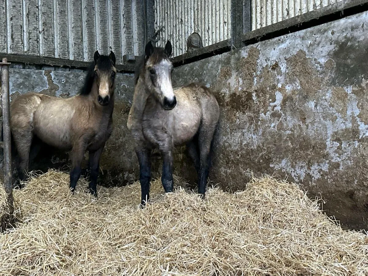 Connemara foals - Image 4