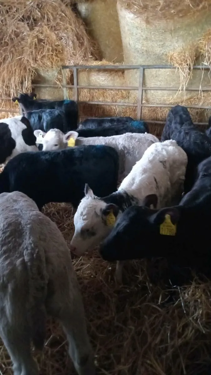 15 super continental calves - Image 1