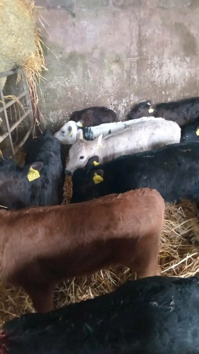 15 super continental calves - Image 2