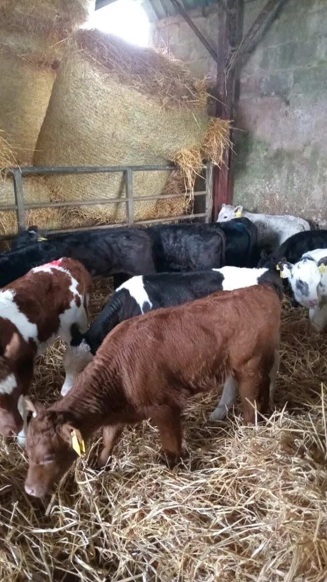 15 super continental calves - Image 3