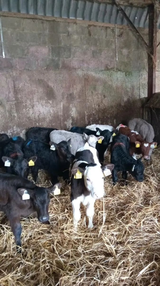 15 super continental calves - Image 4