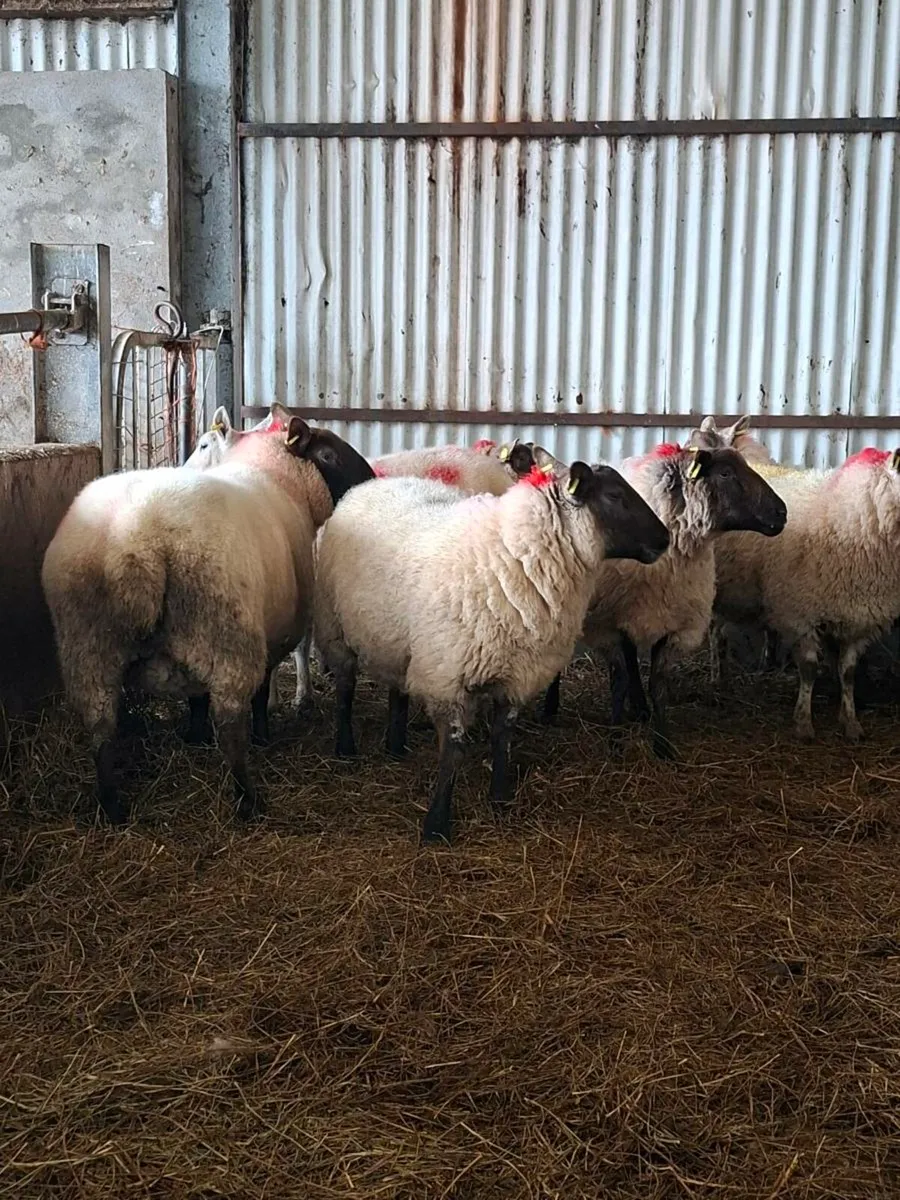 2yr old ewes carrying twins - Image 3