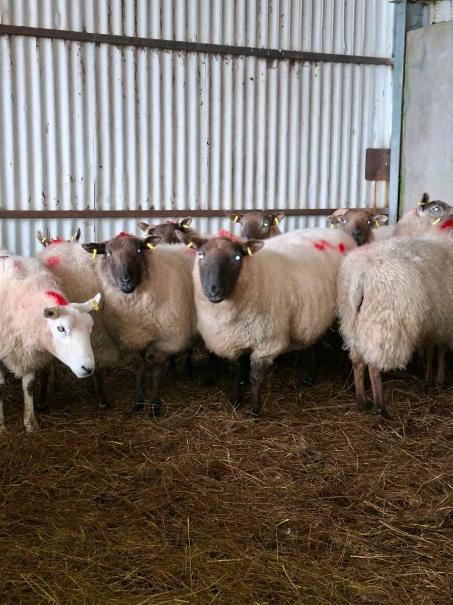 2yr old ewes carrying twins - Image 4