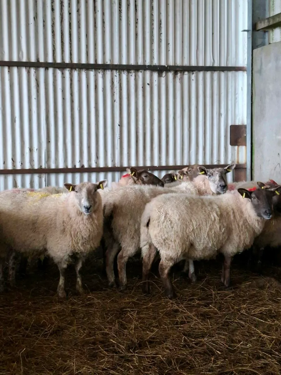 2yr old ewes carrying twins - Image 1