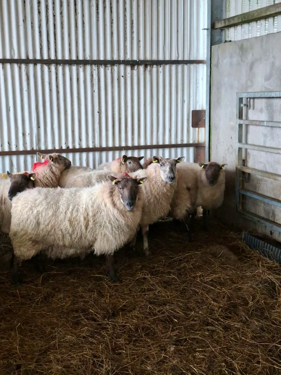 2yr old ewes carrying twins - Image 2