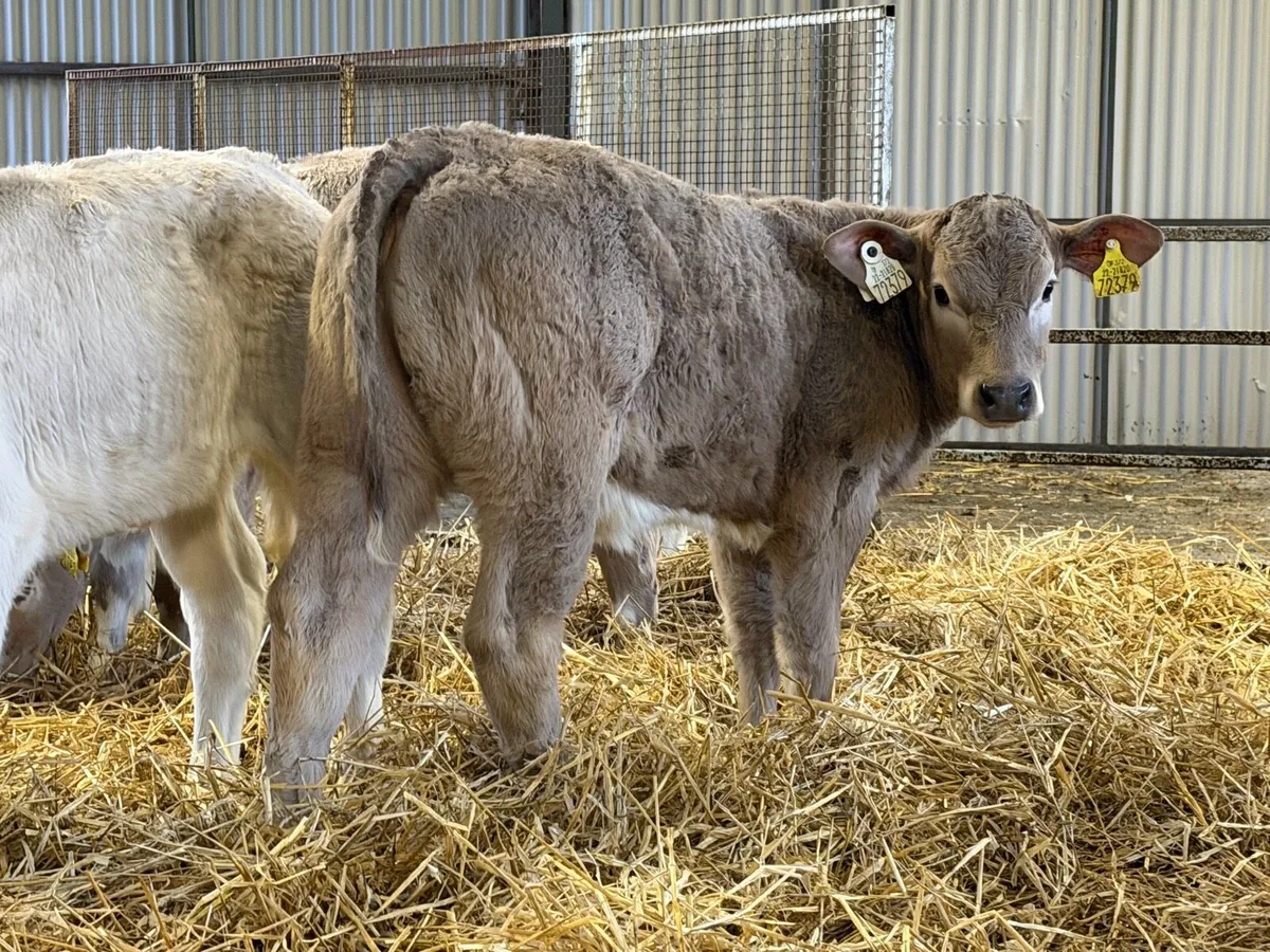 Strong Charolais Heifers - Image 2