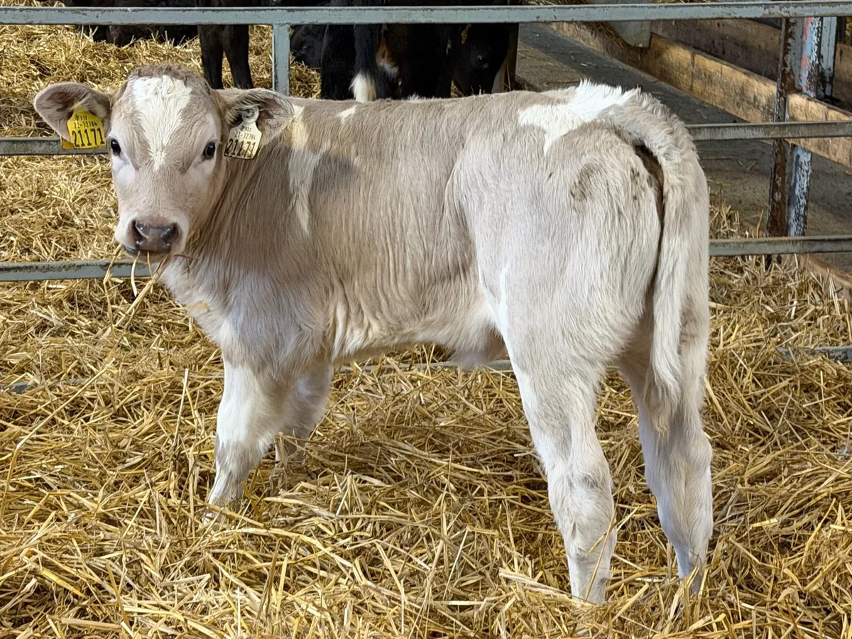 Strong Charolais Heifers - Image 3