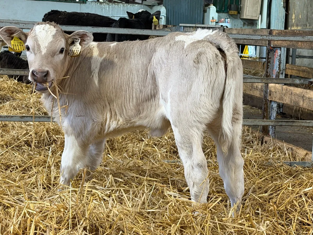 Strong Charolais Heifers - Image 4