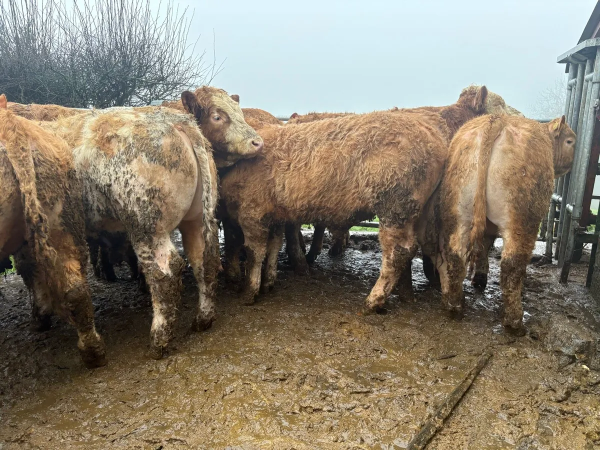 18 super Charlie bullocks - Image 1