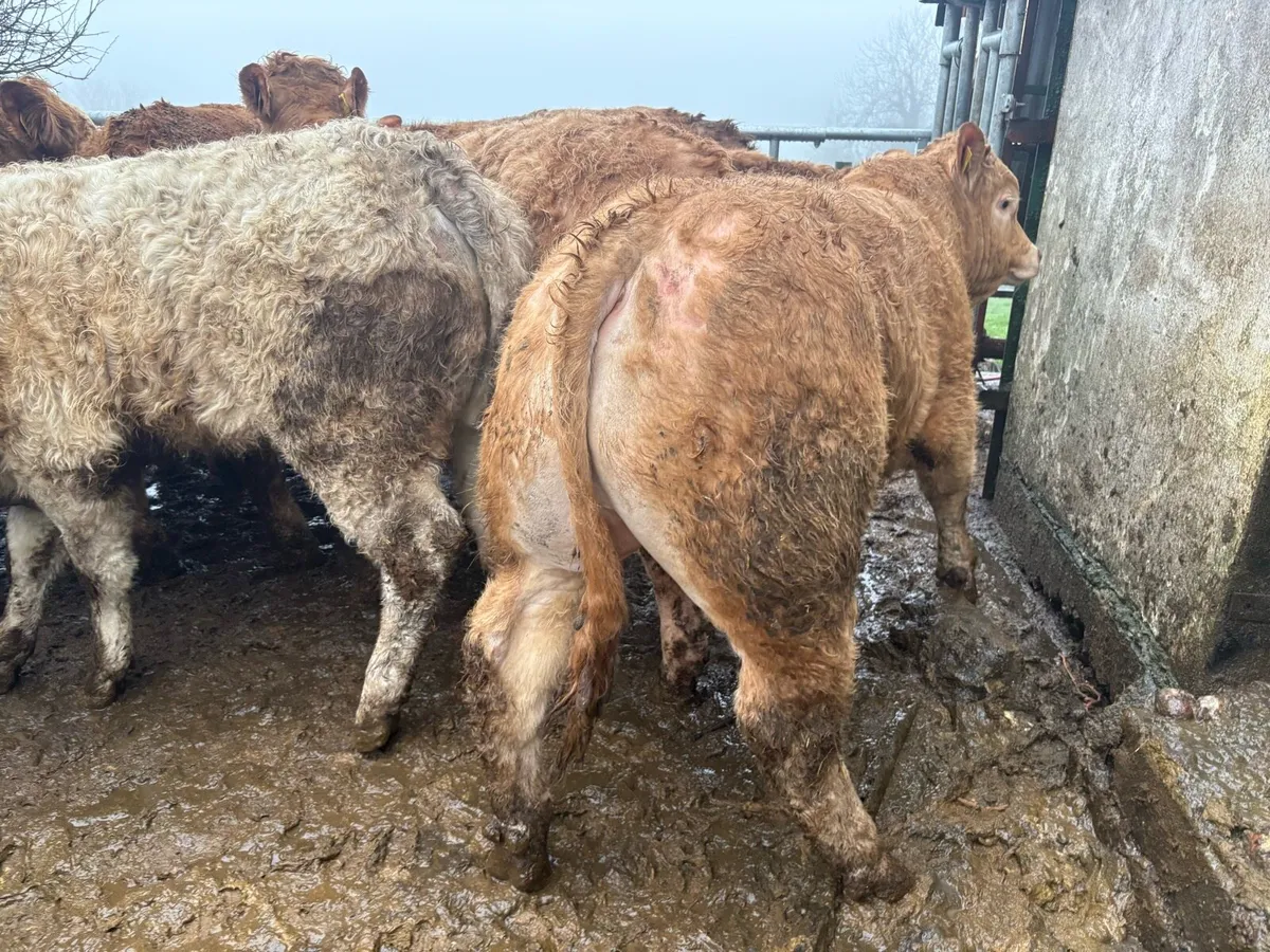 18 super Charlie bullocks - Image 3