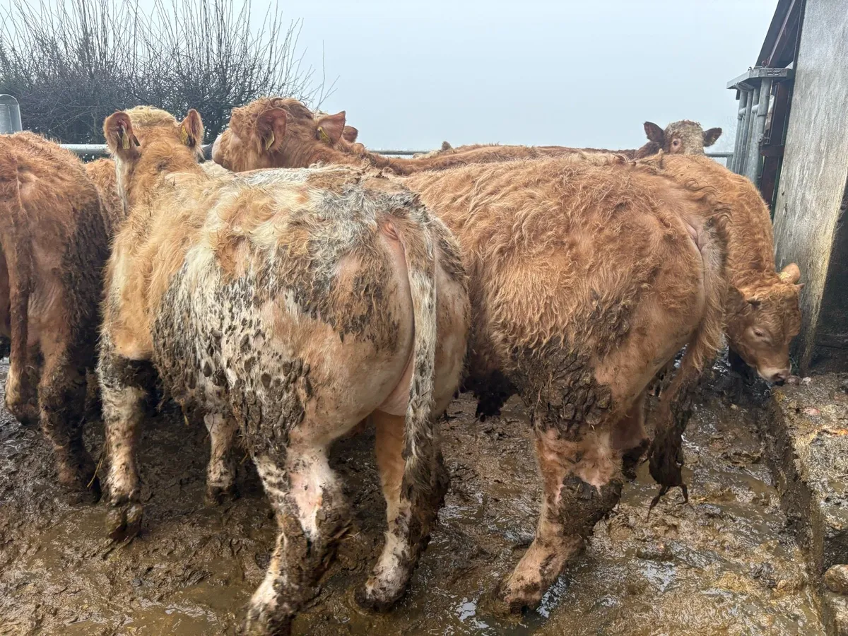 18 super Charlie bullocks - Image 4