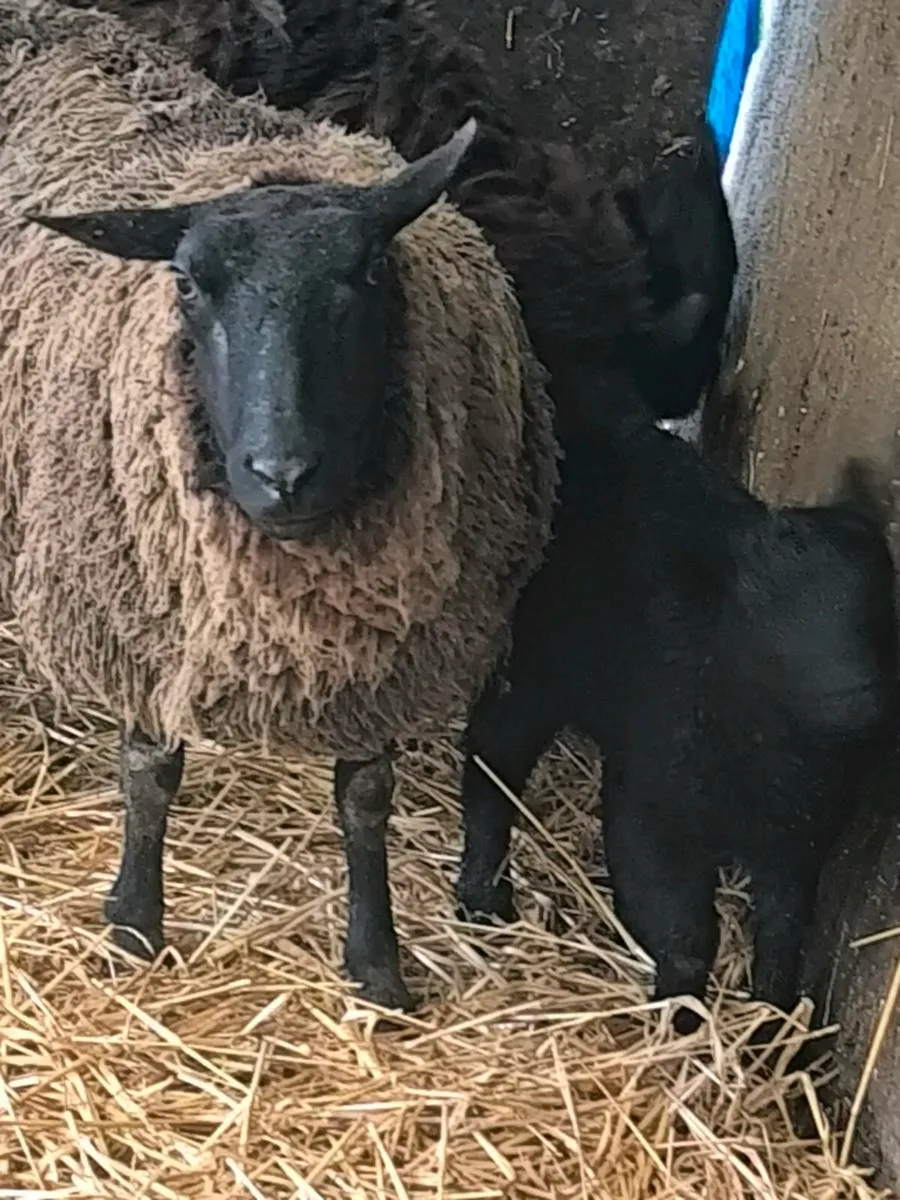 2 ewes & lambs - Image 3