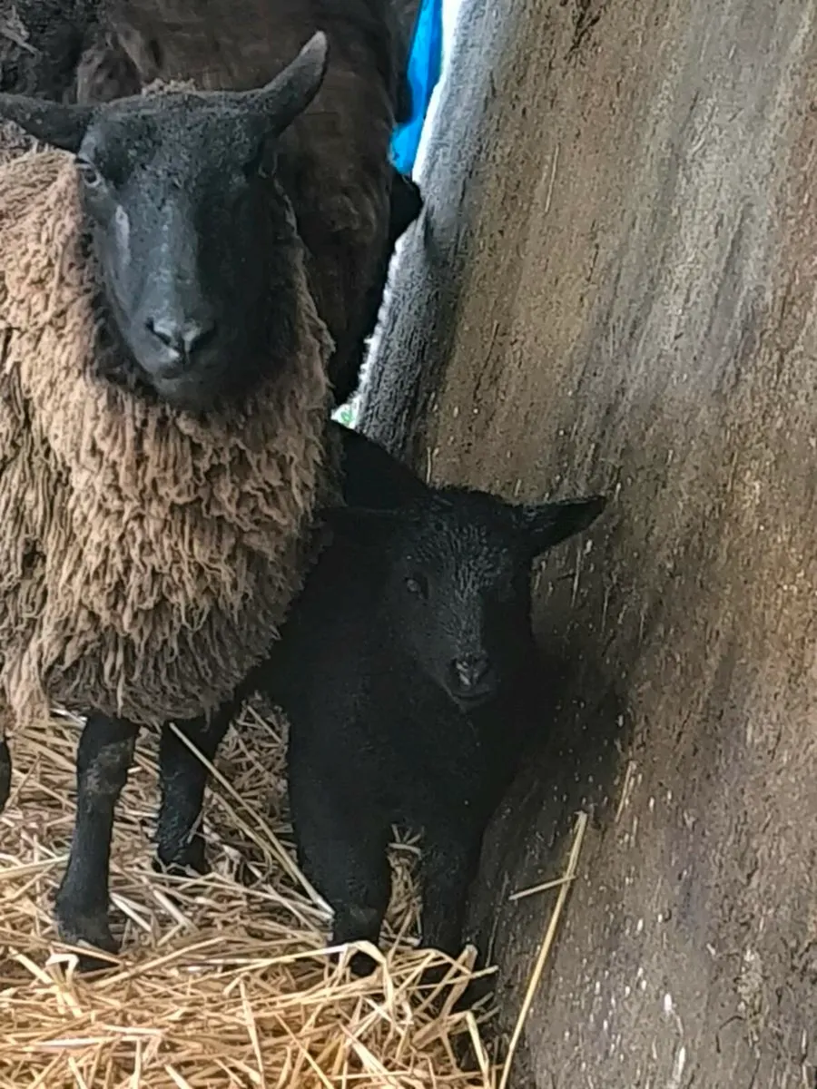2 ewes & lambs - Image 1
