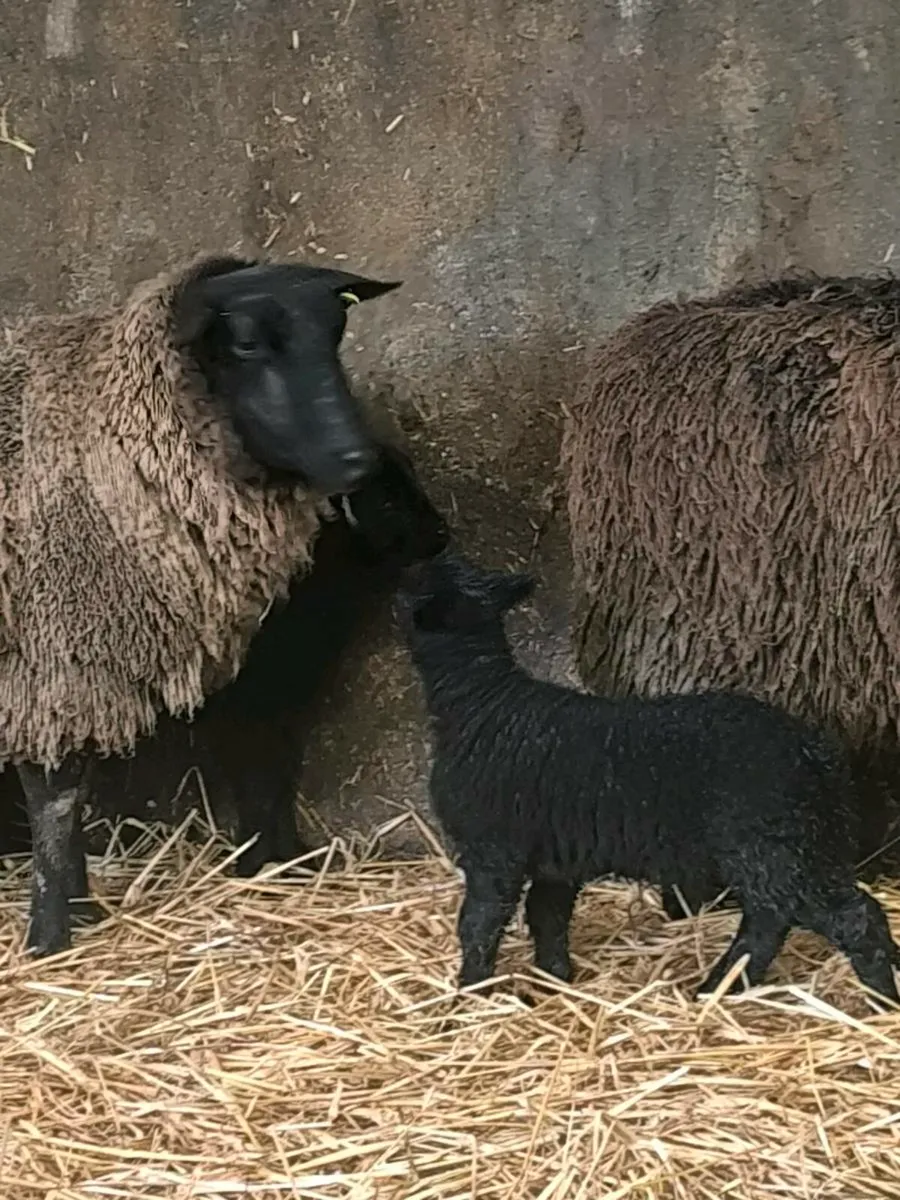 2 ewes & lambs - Image 2