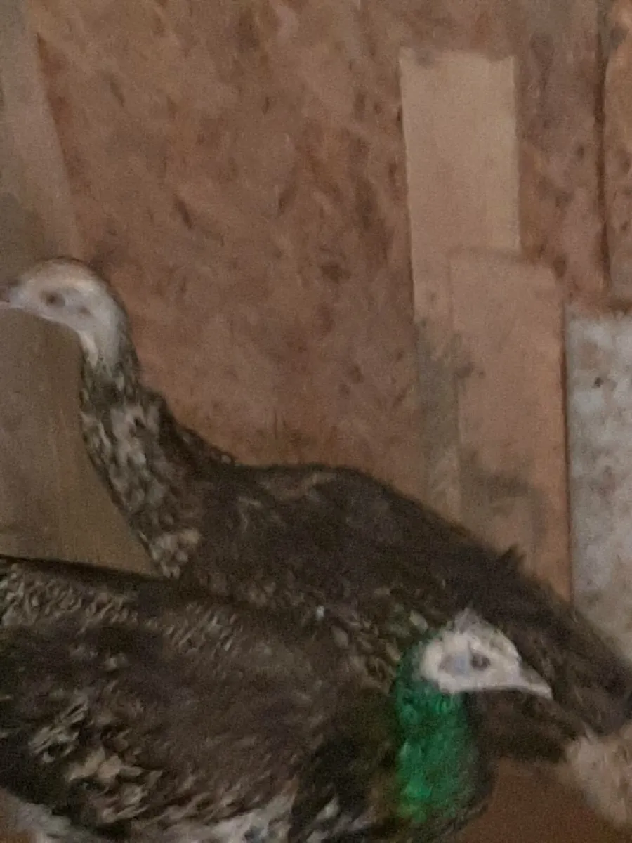 Peahen - Image 4