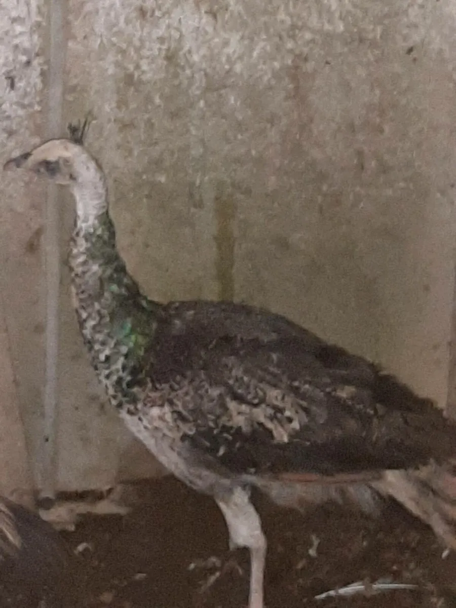 Peahen - Image 1