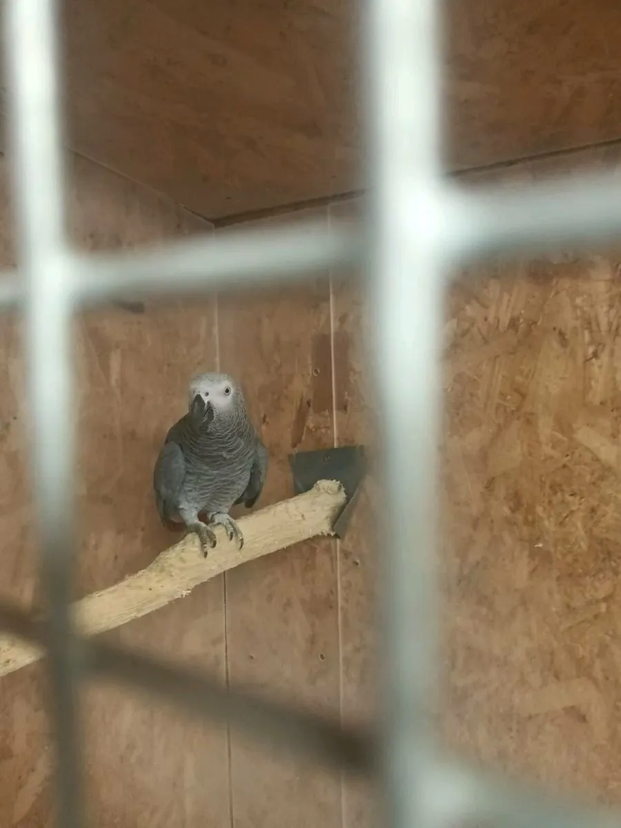 African gray parrot - Image 3