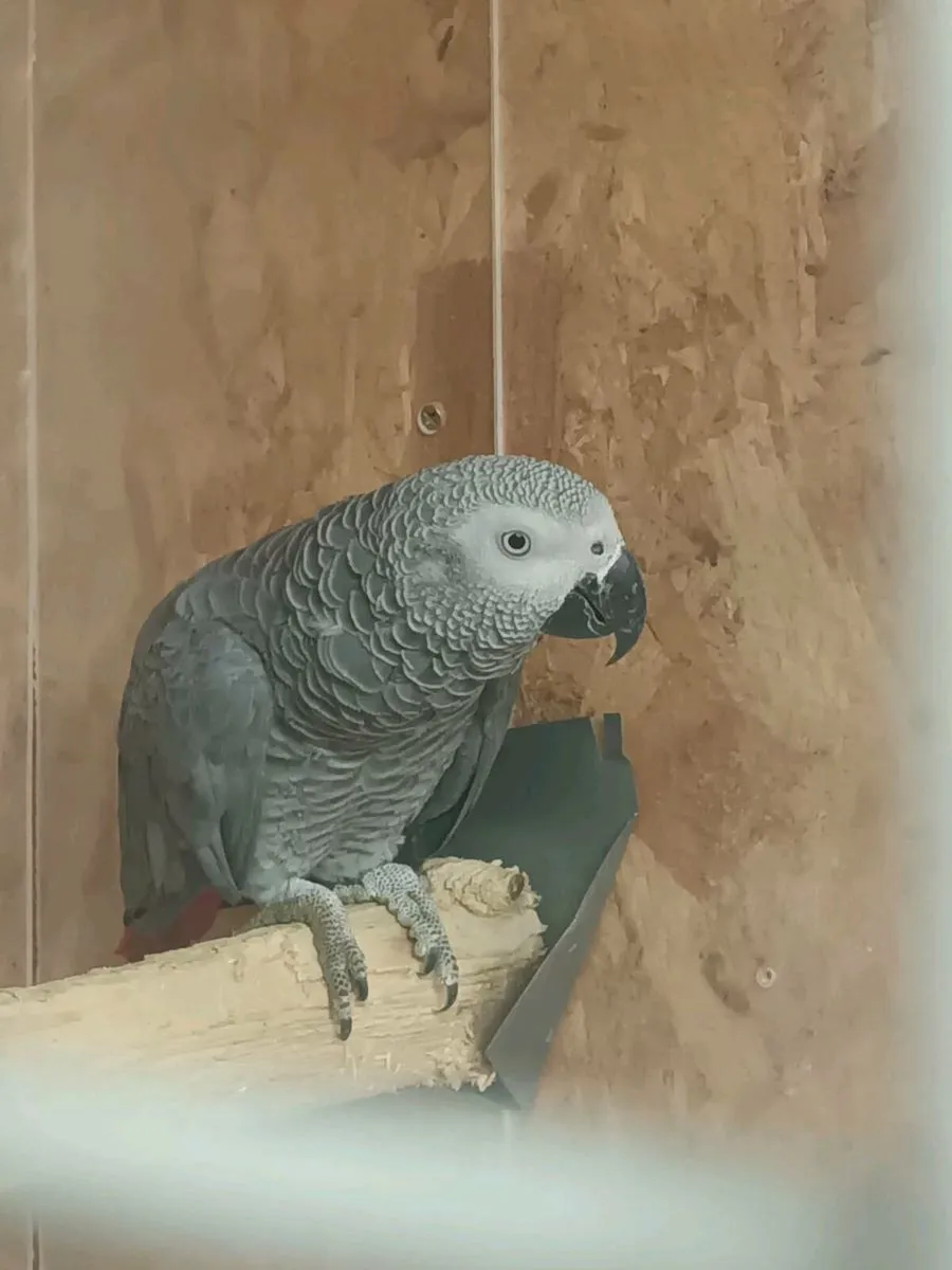 African gray parrot - Image 4