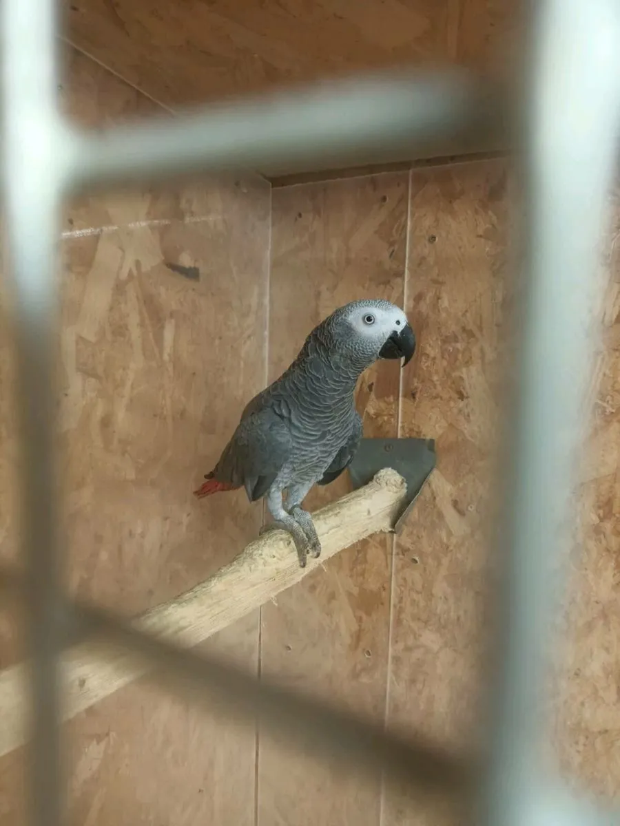 African gray parrot - Image 1