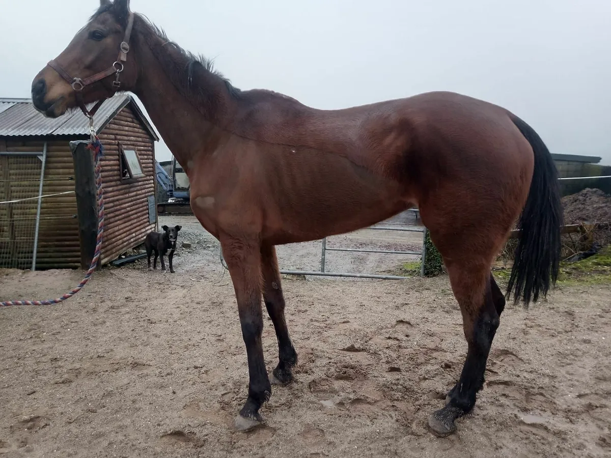 Thoroughbred Broodmare - Image 1