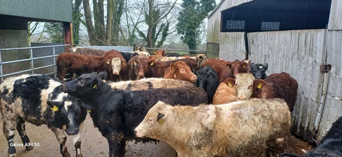 Bullock & Heifer Weanlings - Image 2