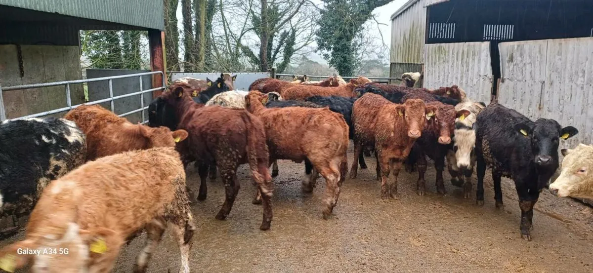 Bullock & Heifer Weanlings - Image 1