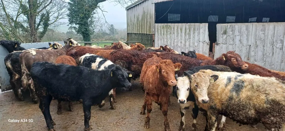 Bullock & Heifer Weanlings - Image 3
