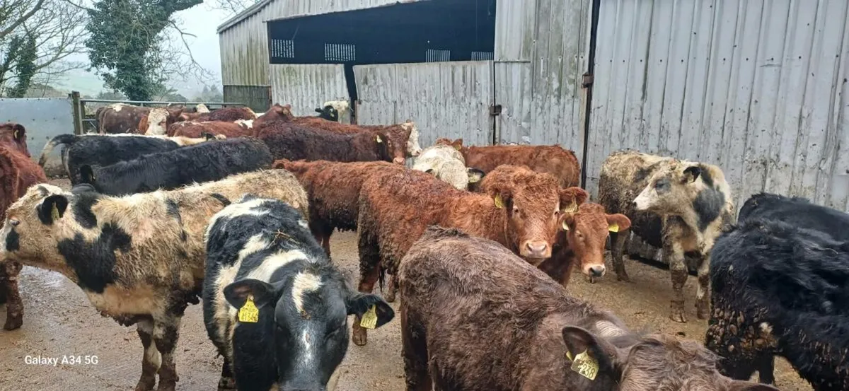 Bullock & Heifer Weanlings - Image 4